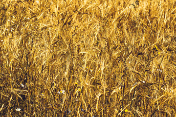 Golden Wheat Field