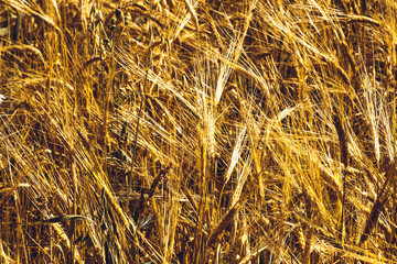 Golden Wheat Field