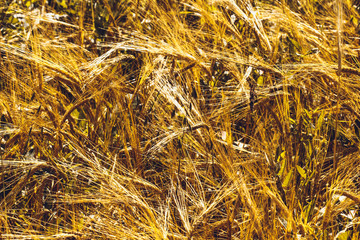 Golden Wheat Field