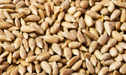 Closeup of shelled sunflower seeds 