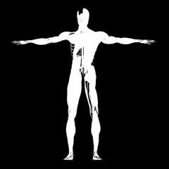 Human anatomy, health, sillhouette, outline. 3d illustration