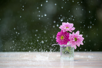 Pink Chrysanthemum flowers under the rain, selective focus
