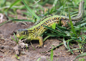 Male sand lizard (Lacerta agilis) on the ground