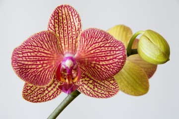 Orange yellow orchid with a bud on white