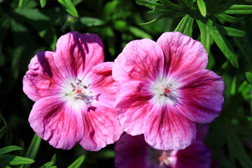 Geranium sanguineum Elke flowers