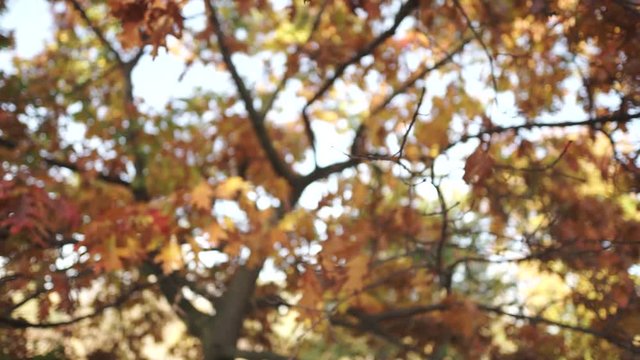 Oak tree at sunset. Colorful leaves in sunlight in autumn park.