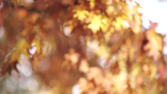Oak tree at sunset. Colorful leaves in sunlight in autumn park.