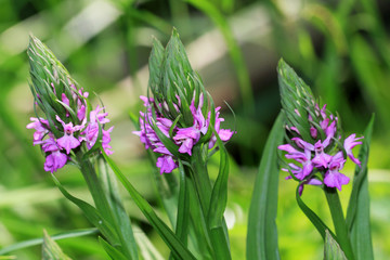 Rietorchis- Dactylorhiza majalis subsp. praetermissa