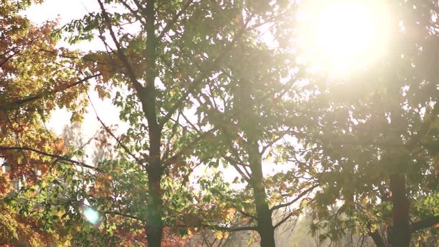 Oak tree at sunset. Colorful leaves in sunlight in autumn park.