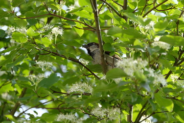 Spatz, Passer domesticus, Haussperling 