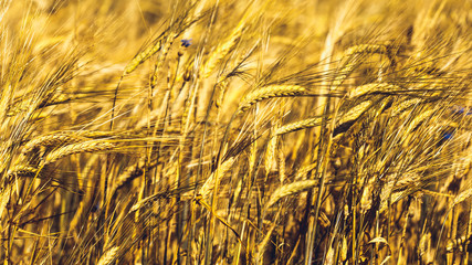 Golden Wheat Field