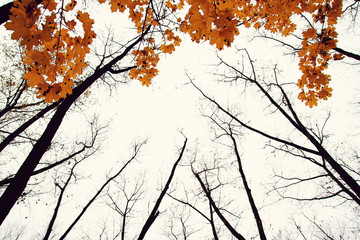 Autumn tree with yellow leaves