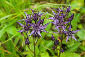 Flowers Sweria perenis in National park Mala Fatra, Slovakia