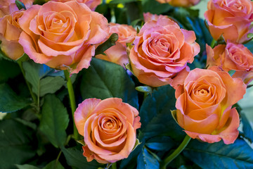 Букет из  оранжево-розовых роз