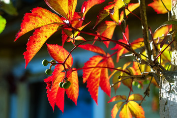 Red and yellow leaves and tree berries on sunlight