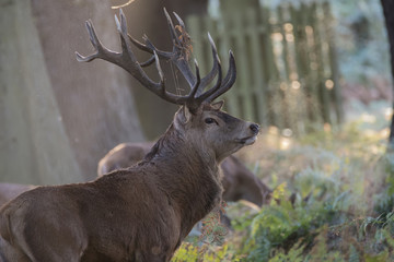 Fototapeta premium Majestic powerful red deer stag Cervus Elaphus in forest landsca
