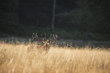 Majestic red deer stag cervus elaphus bellowing in open grasss f