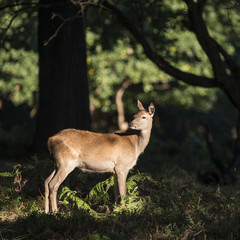 Stunning hind doe red deer cervus elaphus in dappled sunlight fo