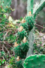 Cactus - 127514508