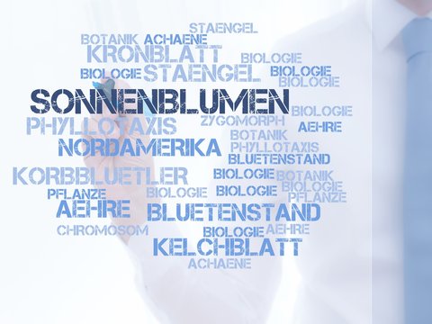 Sonnenblumen (Gattung)