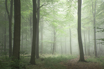 Lush green fairytale growth concept foggy forest landscape image © veneratio