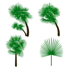 Set green palm tree isolated on white background.  illustration