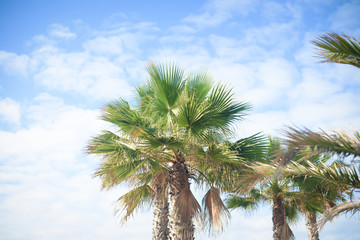 Fototapeta na wymiar Beautiful branches of palms trees, background blue sky