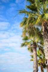 Beautiful branches of palms trees, background blue sky