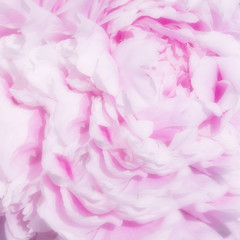 blurred pink background