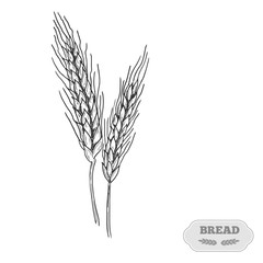 Fototapeta premium Wheat bread ears cereal crop sketch hand drawn vector illustration.