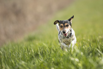 Naklejka na ściany i meble Dog running across a green meadow - Jack Russell Terrier