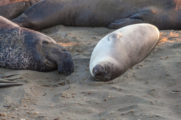 Mom and little Californian elephant seal, northern elephant seal, Cystophora proboscidea, sleeping at Big Sur in Point Piedras Blancas, San Simeon, California, United States.