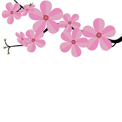 Stylized cherry Japan cherry branch with blooming flowers  illustration