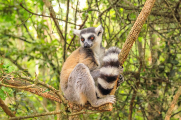 A lemur of Madagascar sitting on a tree in nature.