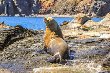 Naklejka premium California sea lion, Zalophus californianus, on the rocks. Isla Coronado near Loreto in Baja California, Mexico.