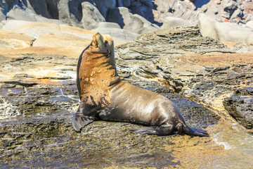 California sea lion, Zalophus californianus, on the rocks. Isla Coronado near Loreto in Baja California, Mexico.