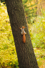 small curious squirrel on a tree trunk