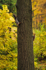 Obraz premium two small curious squirrel on a tree trunk