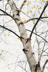 early spring in a birch forest