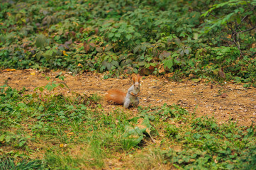 Naklejka na ściany i meble small curious squirrel on a forest path backgrounds