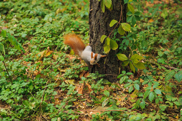 Naklejka na ściany i meble small curious squirrel on a tree trunk