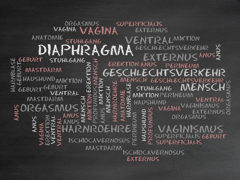 Diaphragma