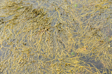 Fucus vesiculosus produces numerous gas-filled pneumatocysts (air bladders) to increase buoyancy