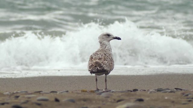 one seagull looks at a storm at sea