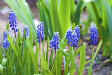 Grape hyacinth (Muscari armeniacum) in spring