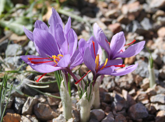 Flores de azafrán