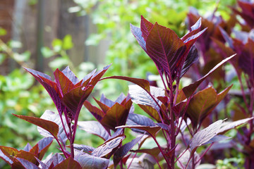 Red amaranth (Amaranthus cruentus)  closeup