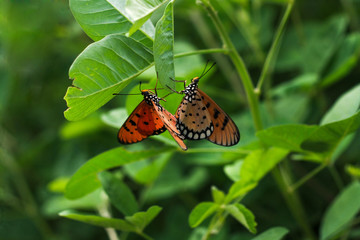Fototapeta na wymiar Love in Butterfly