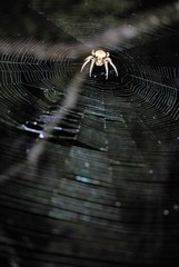 spider in its net
