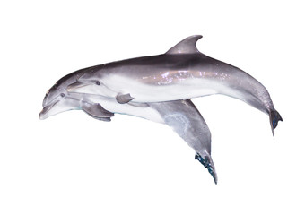 Obraz na płótnie Canvas Two dolphins on a white background